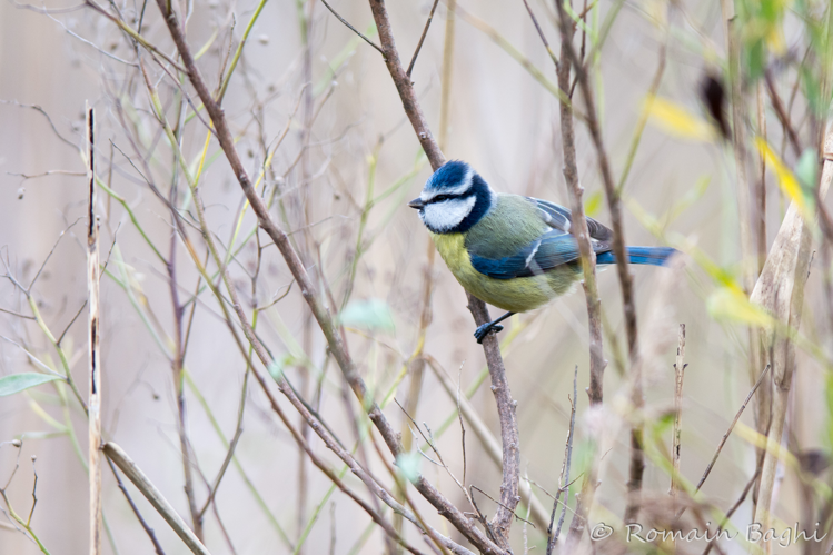 Mésange bleue &copy; Romain Baghi