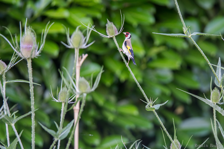Chardonneret élégant &copy; Romain Baghi