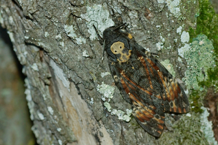 Sphinx Tête-de-Mort (Pavie - Gers) &copy; Laurent Barthe