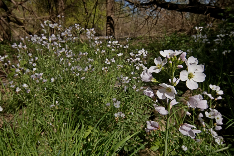 Cardamine pratensis - Cardamine des prés - Saint-Mont (Gers) &copy; Laurent Barthe