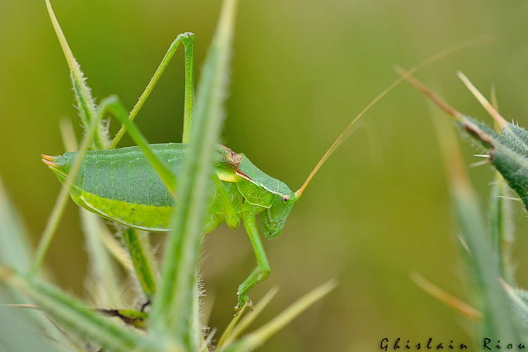 Isophya pyrenaea mâle, Portet-d'Aspet 31 &copy; Ghislain Riou