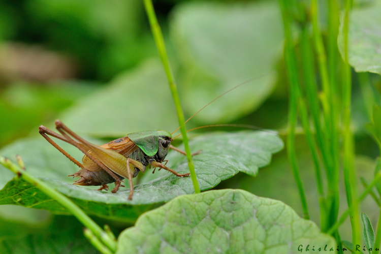 Metrioptera buyssoni - Decticelle pyrénéenne mâle, Herran 31 &copy; Ghislain Riou