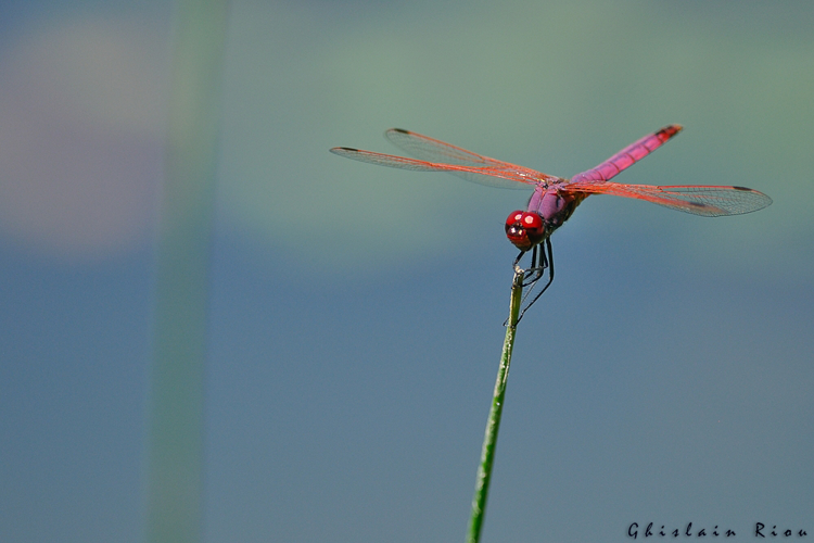 Trithémis annelé &copy; Ghislain Riou