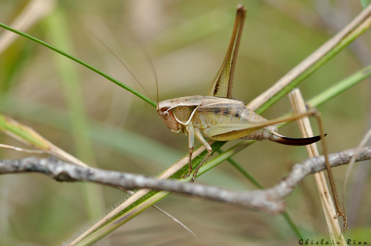Sepiana sepium - Decticelle échassière femelle, Rougiers de Camarès 12 &copy; Ghislain Riou