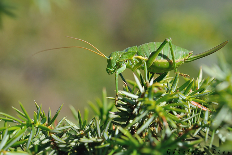 Callicrania ramburii - Ephippigère gascone femelle, Urau 31 &copy; Ghislain Riou