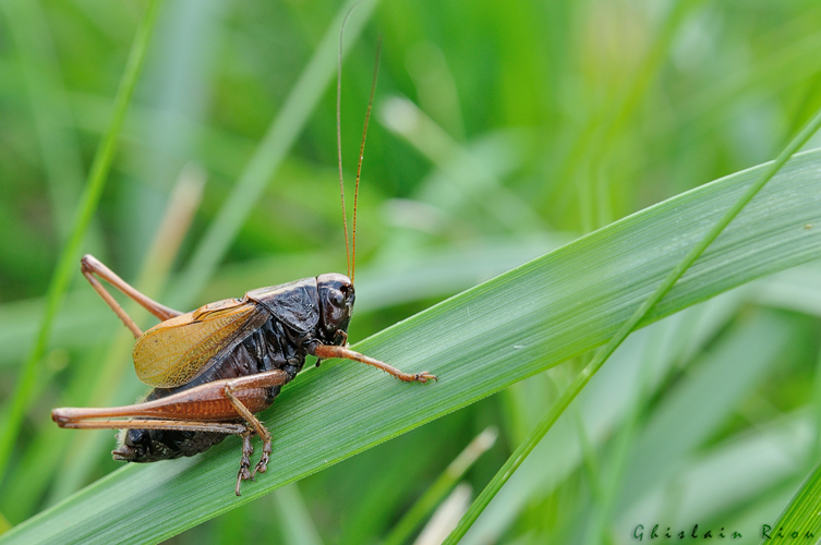 Decticelle aquitaine, mâle, Montsaunès 31 &copy; Ghislain Riou
