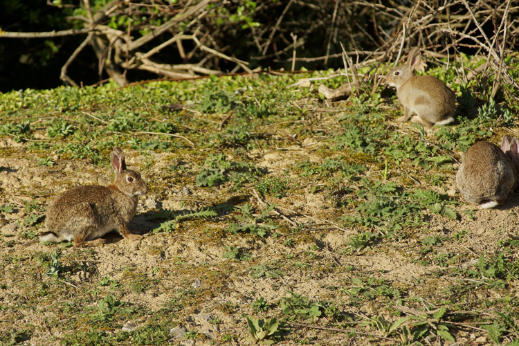 Lapin de garenne - Oryctolagus cuniculus &copy; Laurent Barthe