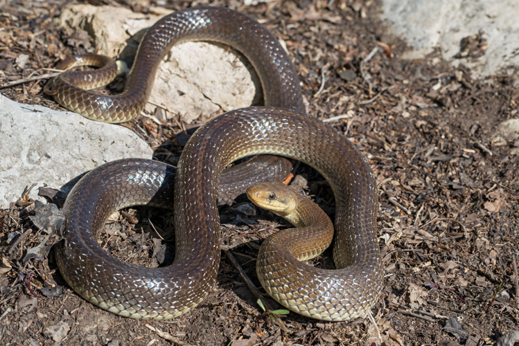 Couleuvre d'Esculape - Zamenis longissimus - Ariège &copy; Claudine Delmas