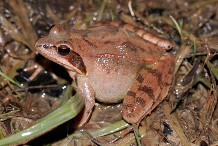Rana dalmatina  (Ariège) &copy; Claudine Delmas