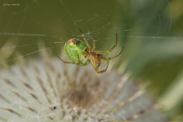 Épeires concombres - Araniella cucurbitina - Arrens-Marsous &copy; Gilles Pottier