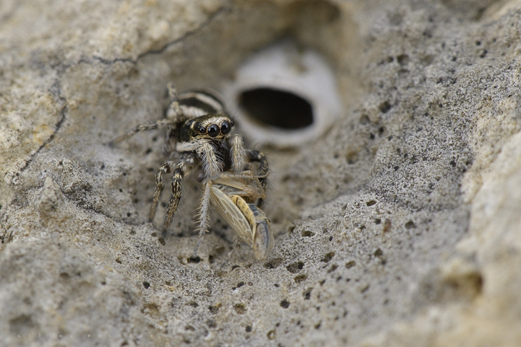 Saltique arlequin - Salticus scenicus - Petites Pyrénées ariégeoises &copy; Gilles Pottier
