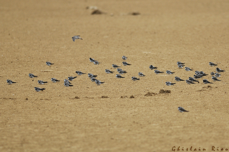 Hirondelle de rivage - Fleury 11 &copy; Ghislain Riou