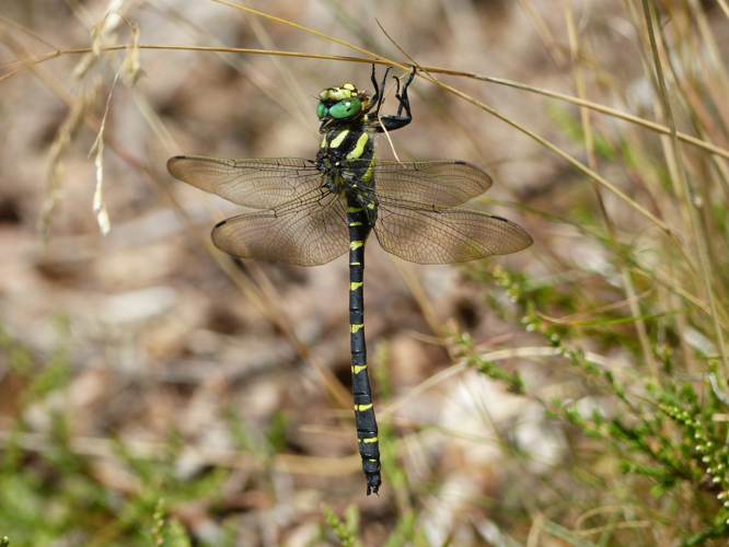 Cordulégastre bidenté - Cordulegaster bidentata &copy; Pierre Grisvard