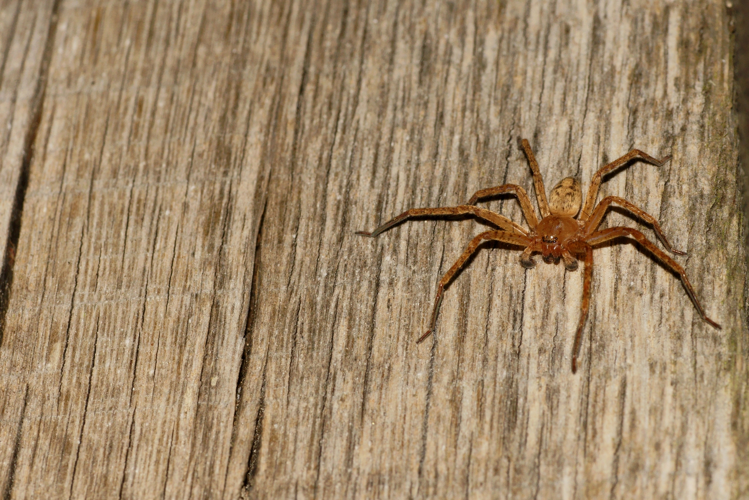 Olios argelasius - Ordan-Larroque (Gers) &copy; Laurent Barthe