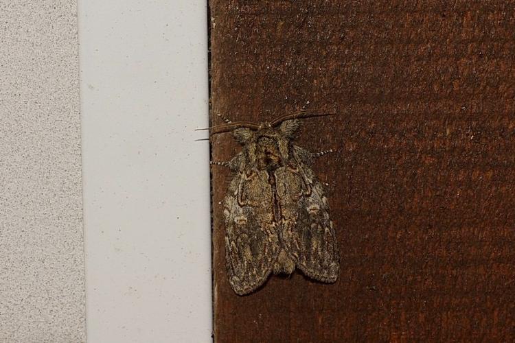 Timide - Peridea anceps - Ordan-Larroque (Gers) &copy; Laurent Barthe