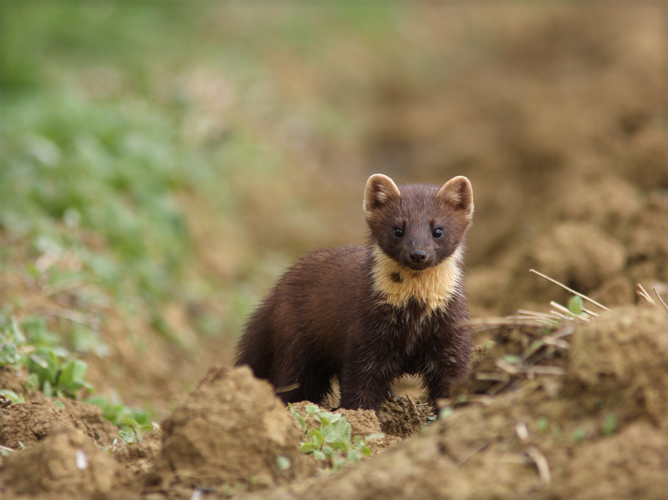 Martre des pins - Martes martes &copy; Julien Saint-Supéry