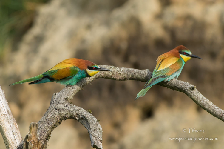 Guêpier d'Europe - Merops apiaster &copy; Jessica Joachim