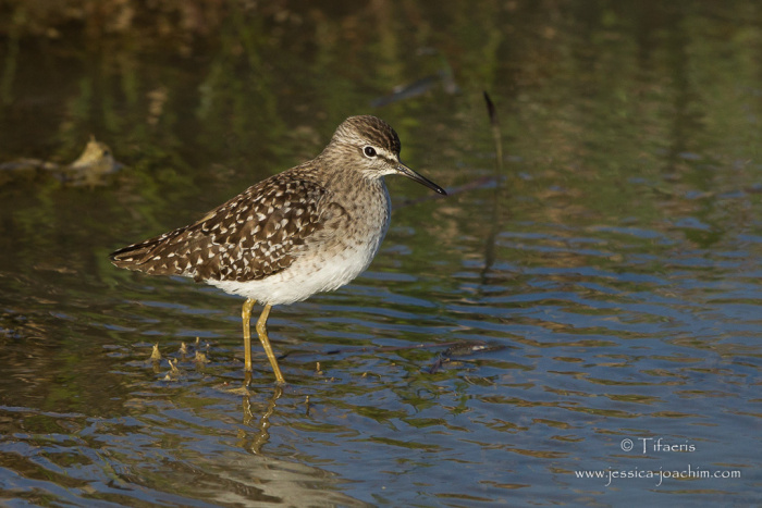 Chevalier sylvain - Tringa glareola &copy; Jessica Joachim