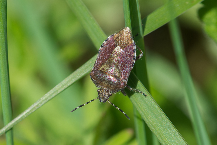 Dolycoris baccarum &copy; Romain Baghi