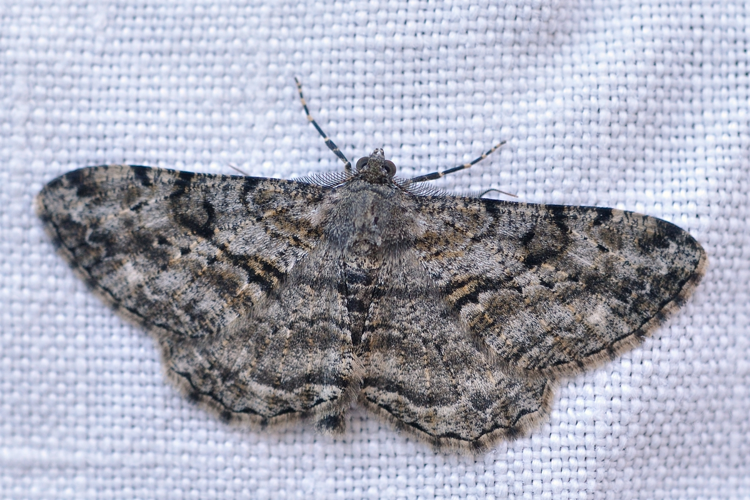 Peribatodes rhomboidaria, Ste-Foy-d'Agrefeuille 31 &copy; 