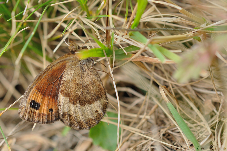 Moiré fontinal, Sentenac-d'Oust 09 &copy; Ghislain Riou