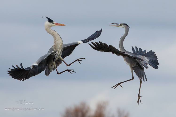 Héron cendré (Ardea cinerea) &copy; Jessica Joachim