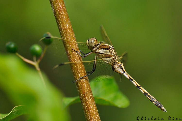 Orthetrum albistylum, Portet-sur-Garonne 31 &copy; Ghislain Riou