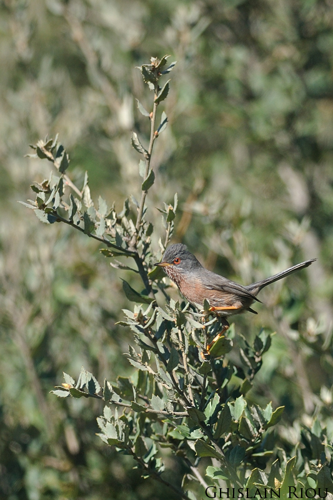 Fauvette pitchou, La-Tour-sur-Orb 34 &copy; Ghislain Riou