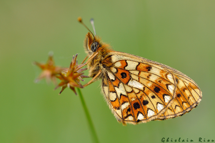 Boloria selene, Aston 09 &copy; Ghislain Riou