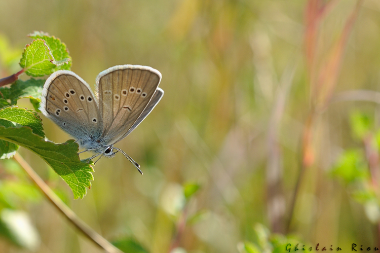 Cyaniris semiargus femelle, Fonbeauzard 31 &copy; Ghislain Riou