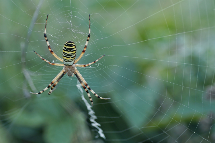 Épeire frelon - Argiope bruennichi (Ordan-Larroque - Gers) &copy; Laurent Barthe