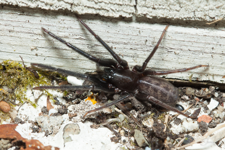 Ségestrie florentine - Segestria florentina (Mazères - Ariège) &copy; Jessica Joachim