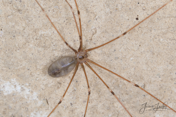 Pholque phalangiste - Pholcus phalangioides &copy; Jessica Joachim