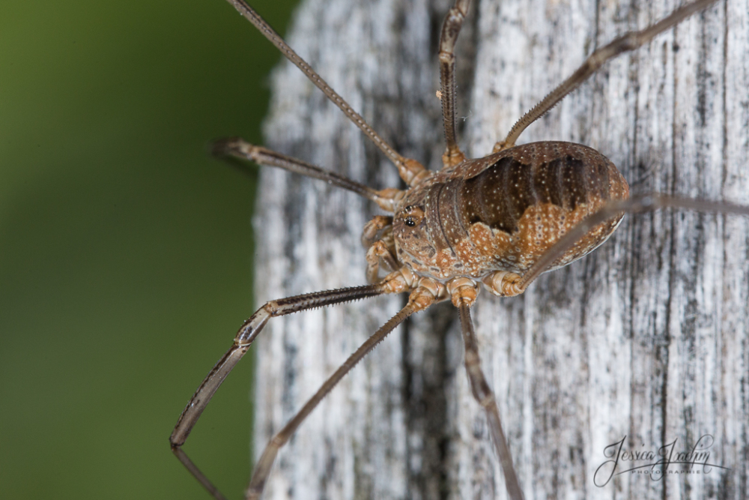 Phalangium opilio &copy; Jessica Joachim