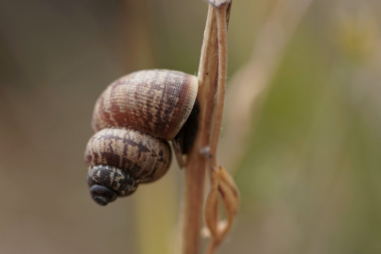 Élégante striée - Pomatias elegans (Auch - Gers) &copy; Laurent Barthe