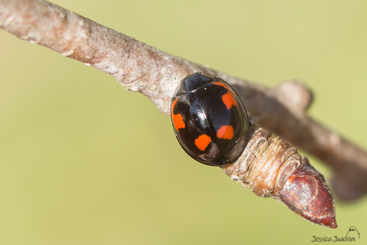 Coccinelle à virgules (Exochomus quadripustulatus) &copy; Jessica Joachim