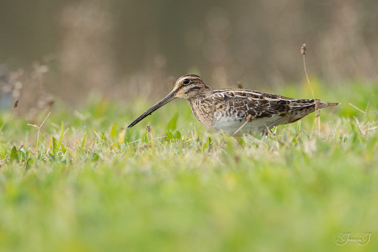 Bécassine des marais &copy; Jessica Joachim