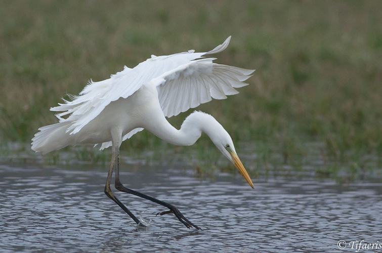 Grande aigrette &copy; Jessica Joachim