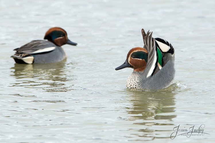 Sarcelle d'hiver &copy; Jessica Joachim