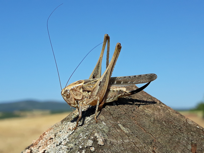 Decticelle côtière (Platycleis affinis), Montlaur (12), 17 juillet 2018 &copy; Jean-Michel Catil