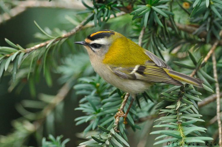 Roitelet à triple bandeau, Toulouse 31 &copy; Ghislain Riou