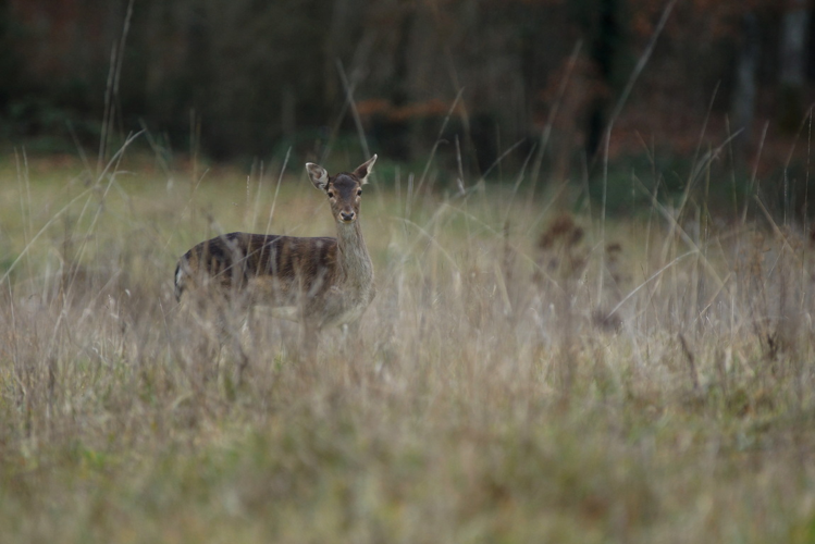Daim - Dama dama (Bois d'Auch - population férale) &copy; Laurent Barthe
