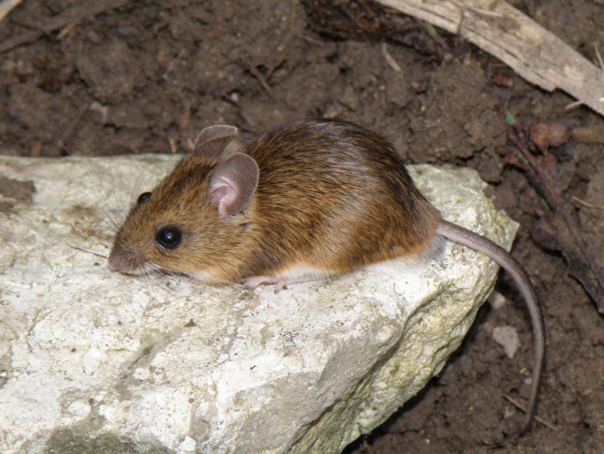 Mulot sylvestre (Apodemus sylvaticus), Saint-Antonin (32), 02 avril 2011 &copy; Jean-Michel Catil