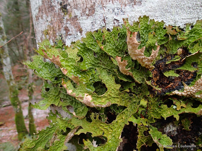Lobaria pulmonaria &copy; Bastien Louboutin