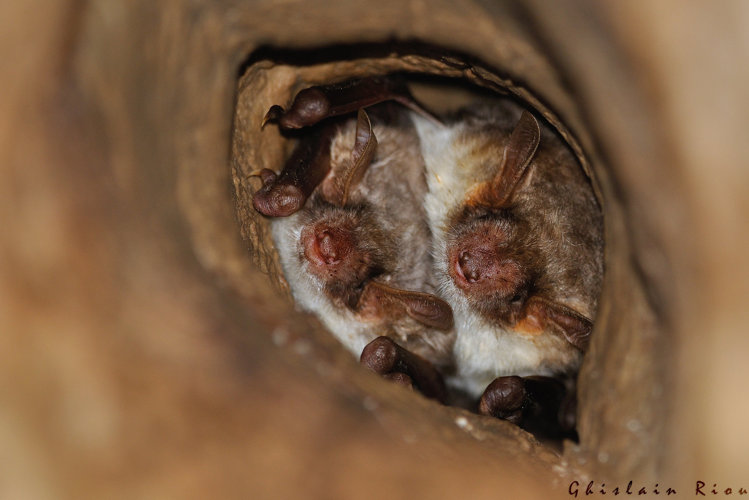 Petit Murin, Lunas 34 &copy; Ghislain Riou