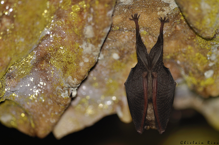 Petit rhinolophe, Lunas 34 &copy; Ghislain Riou