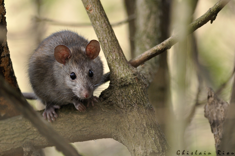 Rat surmulot, Balma 31 &copy; Ghislain Riou