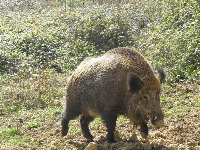 Sanglier (Sus scrofa), Sainte-Dode (32), 25 mars 2009 &copy; Jean-Michel Catil