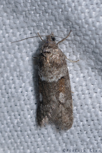 Tortricodes alternella, Rebigue 31 &copy; Ghislain Riou