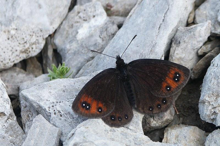 Erebia lefebvrei &copy; Jude Lock